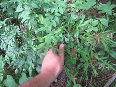 Hypericum crux-andreae