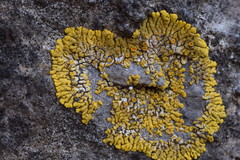 Variospora flavescens