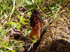 Morchella norvegiensis