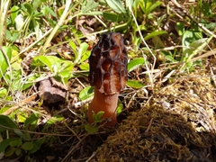 Morchella norvegiensis