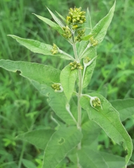 Lysimachia vulgaris