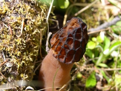 Morchella norvegiensis