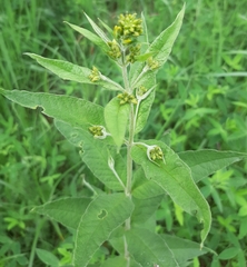 Lysimachia vulgaris