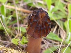 Morchella norvegiensis