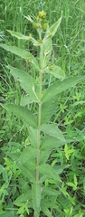 Lysimachia vulgaris