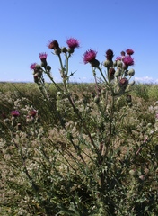 Cirsium hydrophilum hydrophilum