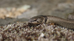 Macroprotodon brevis ibericus