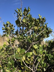 Eugenia sessiliflora