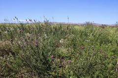 Cirsium hydrophilum hydrophilum