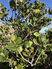 Eugenia sessiliflora