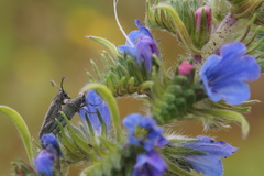Phytoecia caerulescens