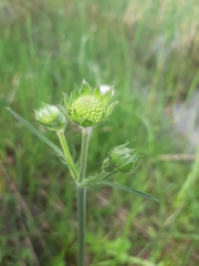 Knautia arvensis