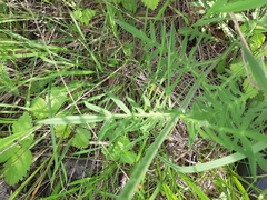Knautia arvensis