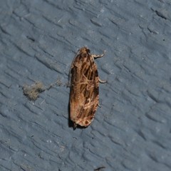 Phaecasiophora confixana