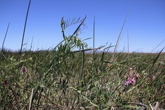 Lathyrus jepsonii jepsonii