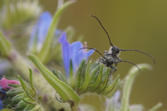 Phytoecia caerulescens