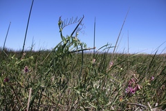 Lathyrus jepsonii jepsonii