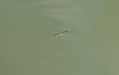 Cnesterodon decemmaculatus