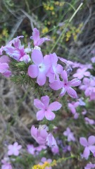 Linanthus californicus