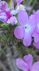 Linanthus californicus