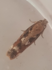Caryocolum marmorea