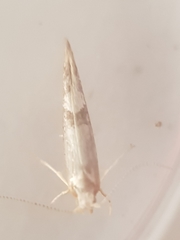 Argyresthia spinosella