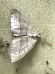 Scotopteryx
