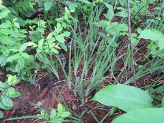 Iris verna smalliana