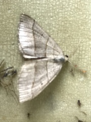 Scotopteryx