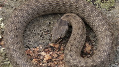 Macroprotodon brevis ibericus