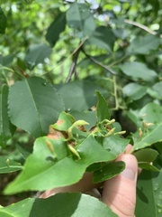 Eriophyes cerasicrumena