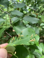 Eriophyes cerasicrumena