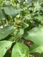 Eriophyes cerasicrumena
