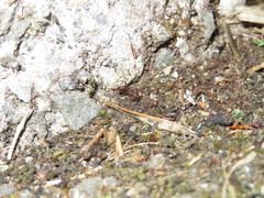 Ponerinae