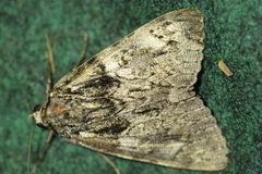 Catocala fulminea