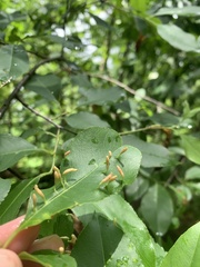 Eriophyes cerasicrumena