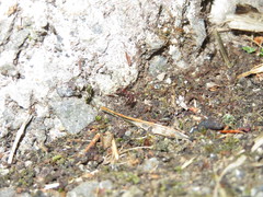Ponerinae