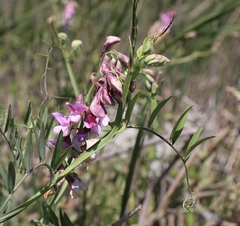 Lathyrus jepsonii jepsonii
