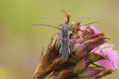 Phytoecia caerulescens