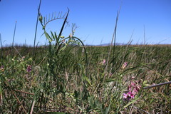 Lathyrus jepsonii jepsonii
