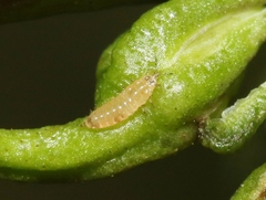 Klambothrips myopori