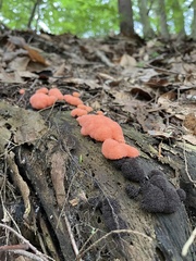 Tubifera ferruginosa