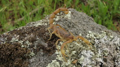 Buthus ibericus