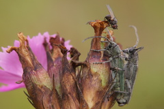 Phytoecia caerulescens