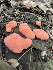 Tubifera ferruginosa