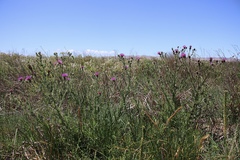 Cirsium hydrophilum hydrophilum