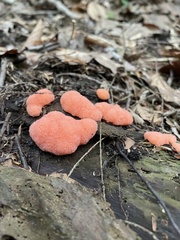 Tubifera ferruginosa