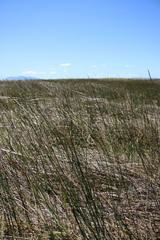 Juncus balticus ater