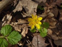 Ficaria verna