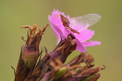 Ephemeroptera